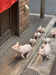 湯島の子豚の学校、湯島、上野の風俗営業許可申請はダントツの行政書士渡辺人支事務所へ！