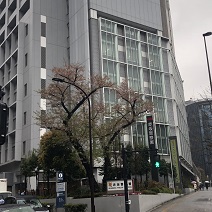赤坂署の桜も見納め。赤坂の風俗営業は行政書士渡辺人支事務所へ