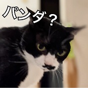 所長のパンダCAT。湯島、上野の風俗営業許可申請はダントツの行政書士渡辺人支事務所へ！