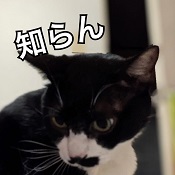 所長のパンダCATは天然！湯島、上野の風俗営業許可申請はダントツの行政書士渡辺人支事務所へ！