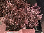 銀座三越の陽光桜、東京、銀座の風俗営業は行政書士渡辺人支事務所へ