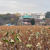 冬の不忍池、湯島、上野の風俗営業許可申請はダントツの行政書士渡辺人支事務所へ！