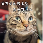 丸の内に風俗屋のネコも感心。東京中、風俗営業許可申請はダントツの行政書士渡辺人支事務所へ！