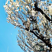 湯島通り、麟祥院の白い桜、湯島、上野の風俗営業許可申請はダントツの行政書士渡辺人支事務所へ！