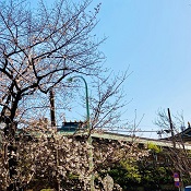 湯島通り、麟祥院の桜、湯島、上野の風俗営業許可申請はダントツの行政書士渡辺人支事務所へ！