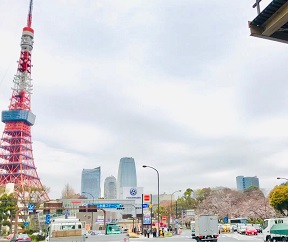 東京タワーと桜、六本木、赤坂、新橋、港区の風俗営業許可申請は行政書士渡辺人支事務所へ
