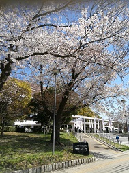 神奈川県大和市役所の桜、神奈川県全域の風俗営業は行政書士渡辺人支事務所へ