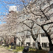 築地署前の亀井川公園。桜がきれい。銀座の風俗営業許可申請はダントツの行政書士渡辺人支事務所へ！